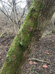Acer negundo
