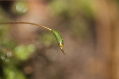 Hypnodendron arcuatum