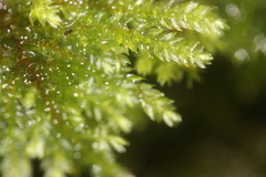 Hypnodendron arcuatum