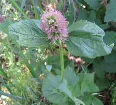 Agastache urticifolia