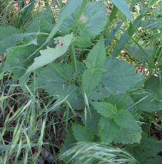 Agastache urticifolia