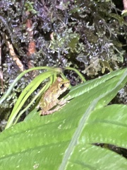 Pristimantis eriphus