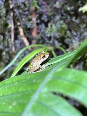 Pristimantis eriphus