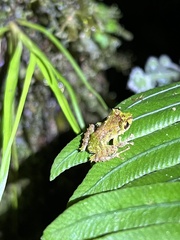 Pristimantis eriphus