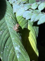 Pristimantis eriphus