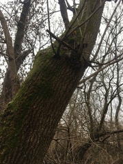 Acer negundo