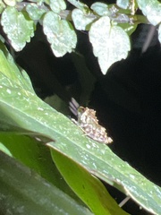 Pristimantis eriphus