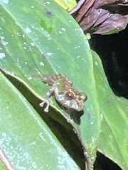 Pristimantis eriphus