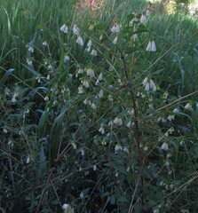 Symphoricarpos rotundifolius
