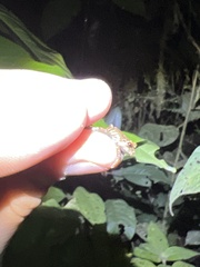 Pristimantis eriphus