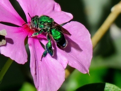 Euglossa viridissima