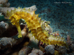 Hippocampus jayakari