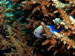 Dascyllus marginatus