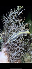 Continenticola