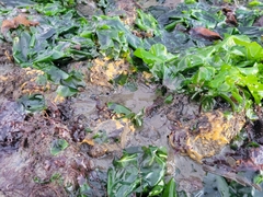 Hymeniacidon perlevis