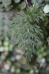 Leptopteris hymenophylloides