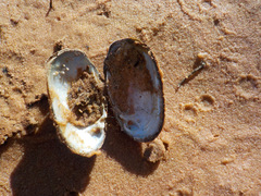 Toxolasma parvum