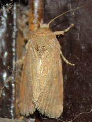 Spodoptera pecten