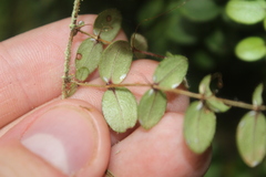 Metrosideros carminea