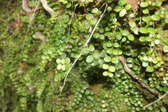 Metrosideros carminea