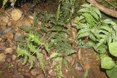 Leptopteris hymenophylloides