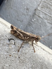 Melanoplus ponderosus