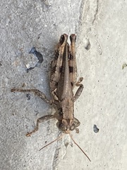 Melanoplus ponderosus