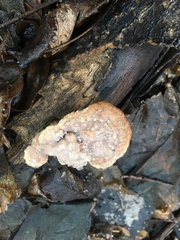 Fungi