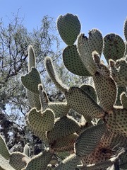 Opuntia leucotricha