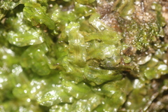 Pallavicinia tenuinervis