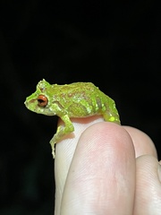Pristimantis eriphus
