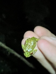 Pristimantis eriphus