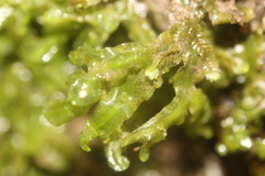 Pallavicinia tenuinervis