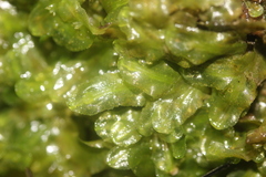 Pallavicinia tenuinervis