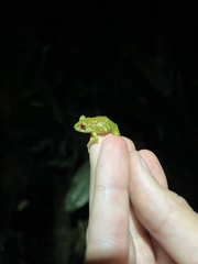 Pristimantis eriphus