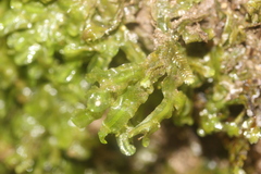 Pallavicinia tenuinervis