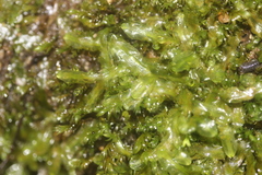 Pallavicinia tenuinervis