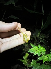 Pristimantis eriphus