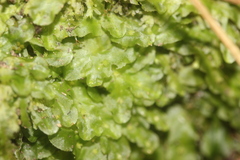 Pallavicinia innovans