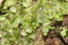 Pallavicinia innovans