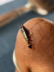 Anisolabididae