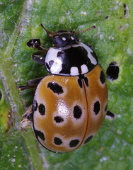 Anatis ocellata
