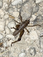 Tettigoniinae