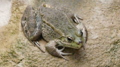 Pelophylax kurtmuelleri