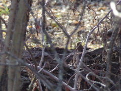 Troglodytes hiemalis