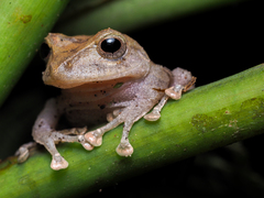 Pristimantis nyctophylax