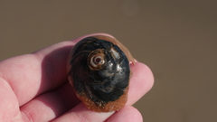 Neverita duplicata