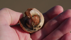 Neverita duplicata