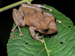 Pristimantis nyctophylax