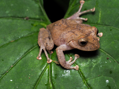 Pristimantis nyctophylax